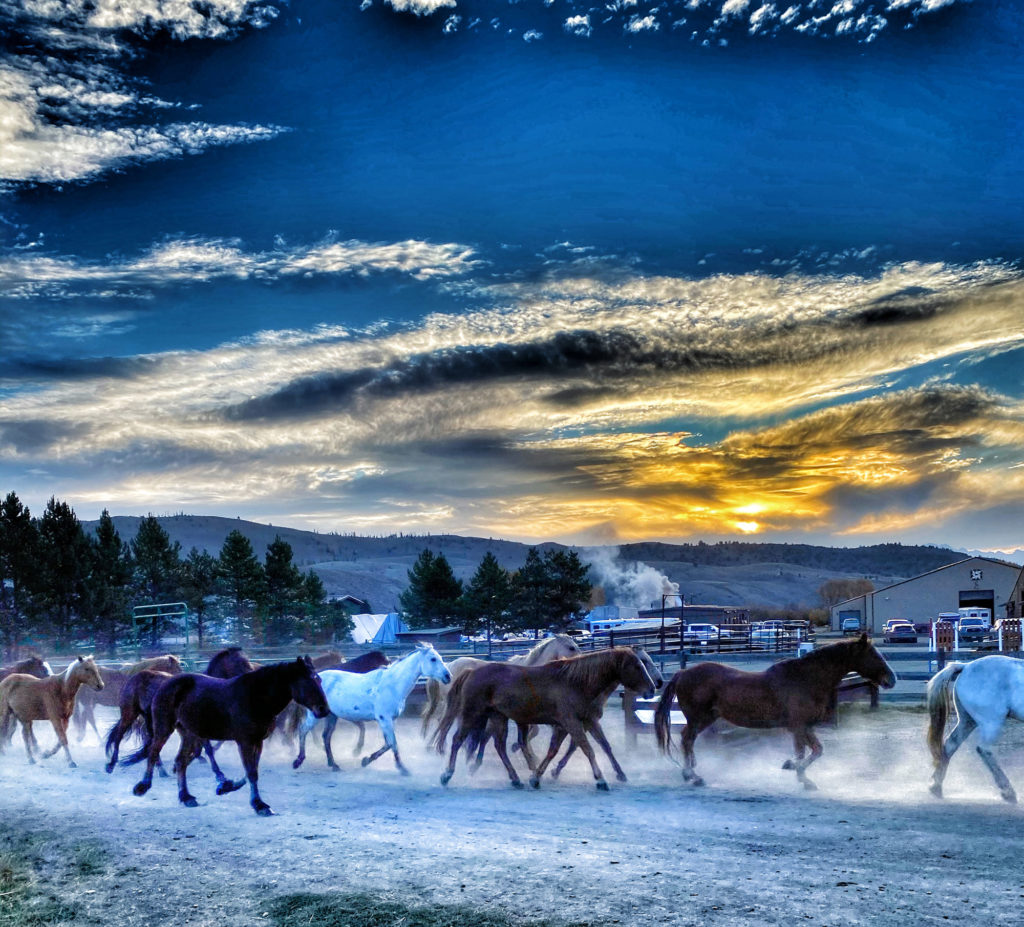 A herd of horses at sunset